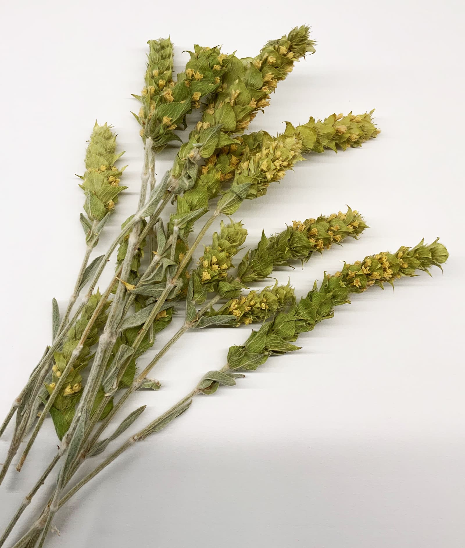 greek mountain tea plant Greek Mountain Tea – Paloma Tea Company